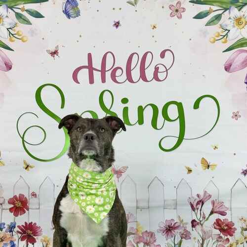 Tigger the brindled cattle dog rescue during a spring photoshoot in Glendale AZ