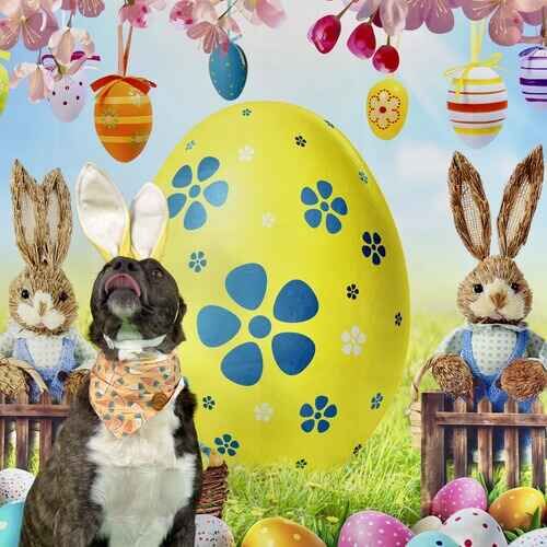Tigger the rescued brindled cattle dog sitting perfectly while wearing yellow Easter bunny ears during a photoshoot in Glendale AZ