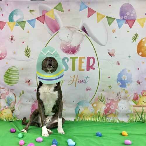 Tigger the rescued cattle dog mix wearing an Easter egg hat during a seasonal dog photoshoot in Glendale AZ