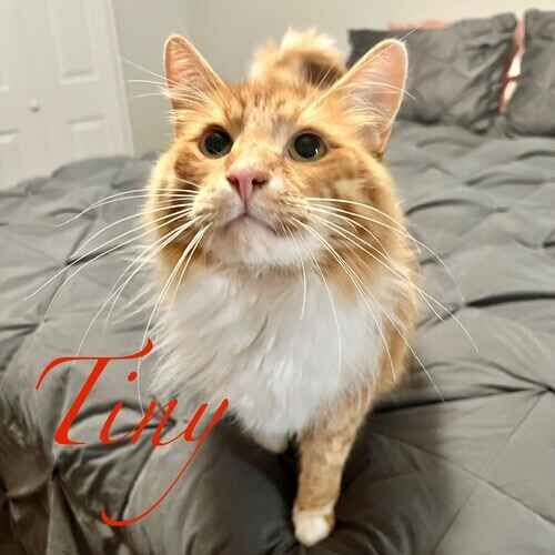 Tiny the orange cat receiving in-home cat care in Phoenix AZ