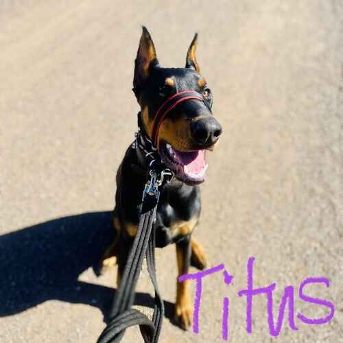 Titus the Doberman Pinscher during leash reactivity training in Peoria AZ