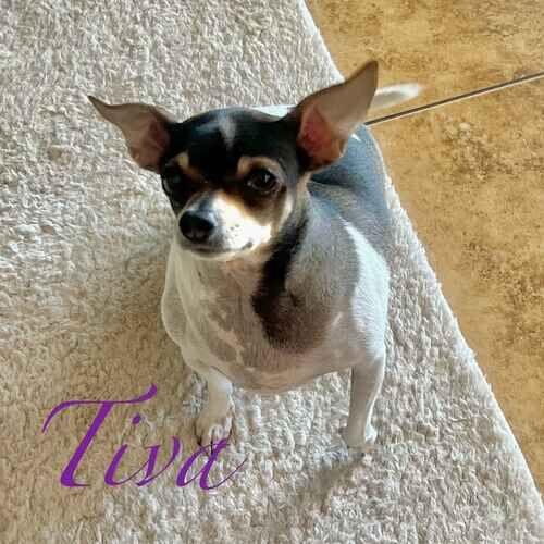 Tiva the tri-color Chihuahua mix sitting patiently for a treat during daily potty breaks in Phoenix AZ