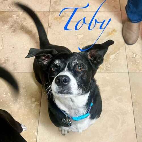 Toby the black and white rescued terrier mix looking up for a treat during pet sitting visits in Peoria AZ