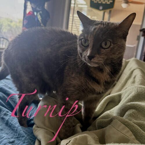 Turnip the brindle cat during at-home cat sitting in Phoenix AZ