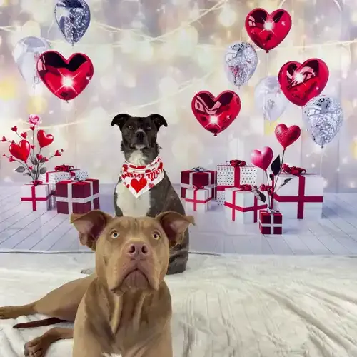 Two bully mix siblings posing perfectly during a Valentine's Day dog photoshoot in Glendale AZ