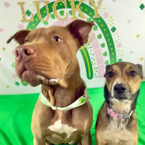 Two dog friends sitting politely during a St. Patrick's Day dog photoshoot in Glendale AZ