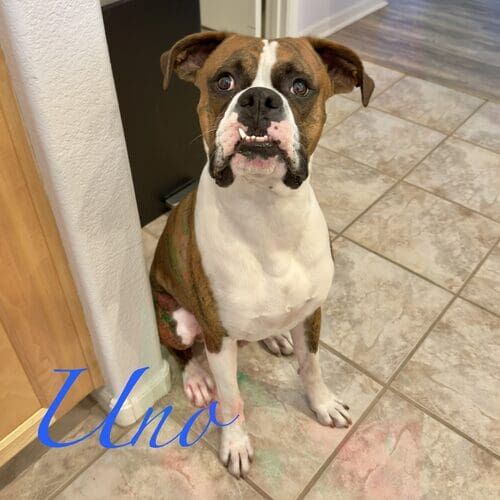 Uno the rescued Boxer during positive reinforcement in-home dog training in Glendale AZ