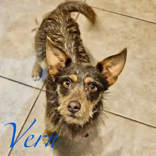 Vern the small terrier mix during at-home drop-in visits in Peoria AZ