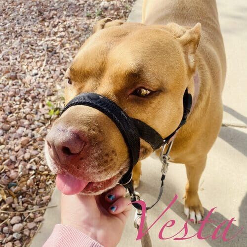 Vesta the tan rescued Pit Bull during daily dog walking care in Phoenix AZ