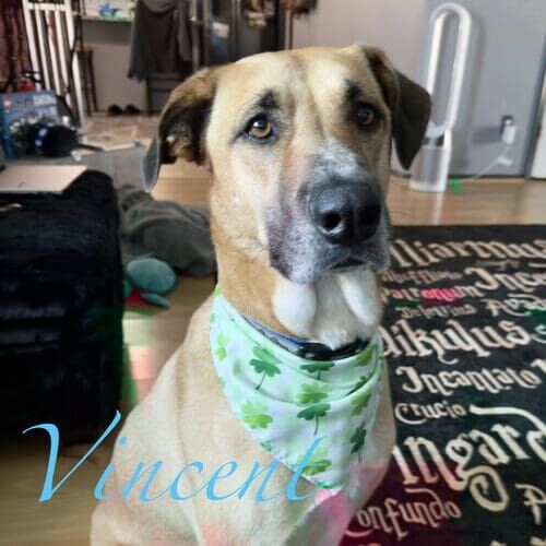 Vincent the rescued German Shepherd during Beginning Obedience group training class in Glendale AZ