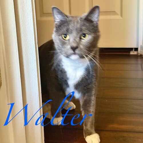 Walter the grey and white cat peeks around a door at the cat sitter in Glendale AZ