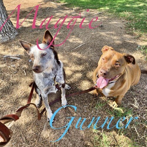 Weekly dog walking clients Maggie the cattle dog and Gunner the Pit Bull mix in Glendale AZ