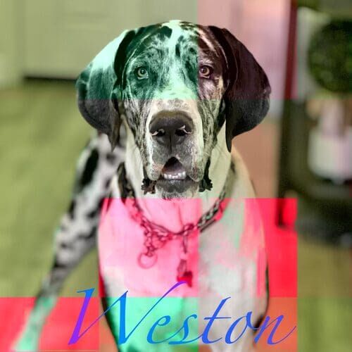 Weston the black and white Great Dane during positive leash reactivity training in Peoria AZ