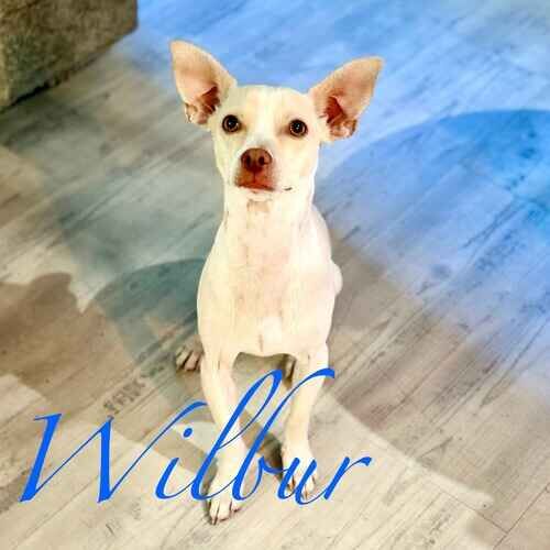 Wilbur the rescued white Chihuahua during in-home manners dog training in Phoenix AZ