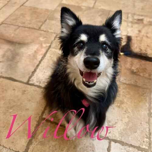 Willow the black rescued senior special needs dog during pet sitting visits in Glendale AZ