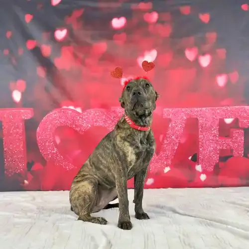 Willow the brindled Pit Bull puppy posing for a Valentine's Day pet photoshoot in Glendale AZ