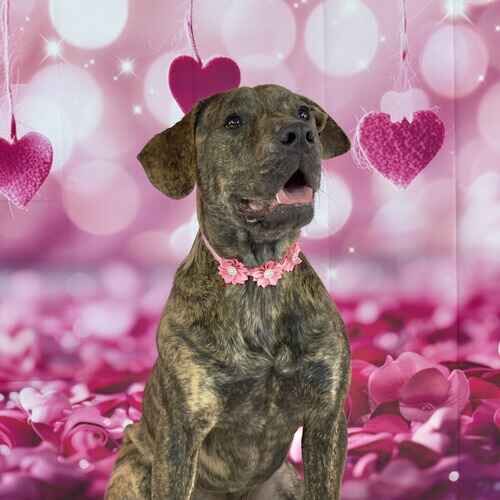 Willow the brindled Pit Bull puppy during a Valentine's Day dog photoshoot in Glendale AZ