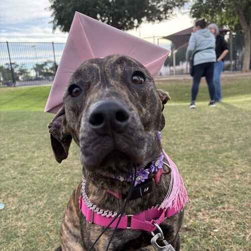 Willow the brindled rescued puppy after completing beginner obedience training class in Glendale AZ