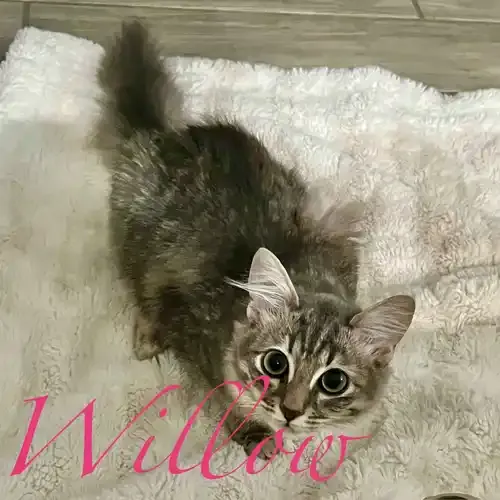 Willow the grey kitten looking up for pets during in-home pet sitting visits in Glendale AZ