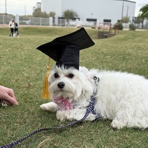 Willow the white Maltese wearing a black graduation hat after completing obedience dog training class in Glendale AZ