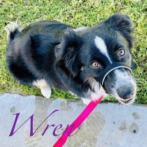 Wren the Mini Aussie during leash reactivity dog training in Glendale AZ
