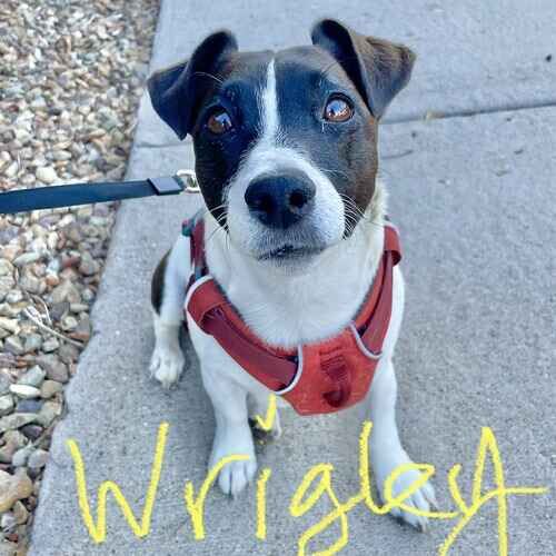 Wrigley the terrier mix during weekly dog walking in Arrowhead Ranch AZ