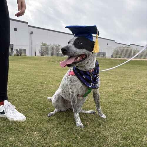 Zoey the rescued cattle dog smiling with a graduation cap after Beginning Obedience dog training class in Glendale AZ