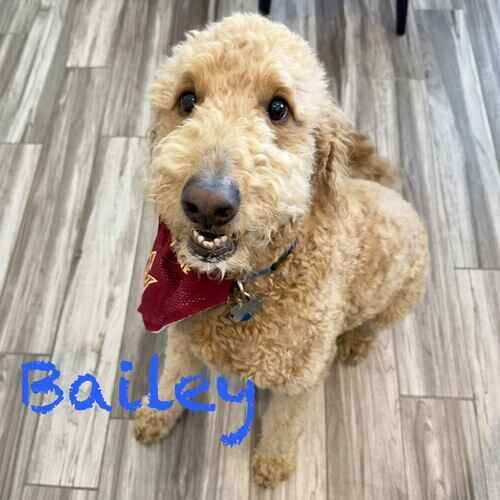 Goldendoodle Bailey smiles during overnight pet sitting in Fletcher Heights, AZ