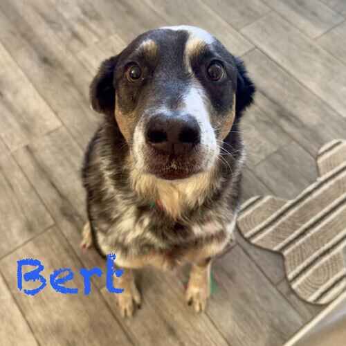 Aussie cattle dog mix Bert during dog drop in visits in Arrowhead Ranch, AZ