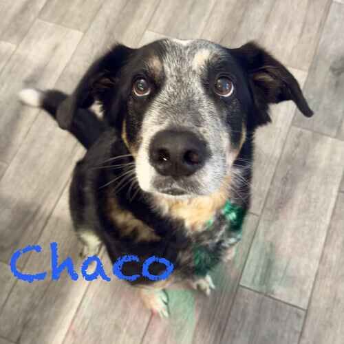 Aussie cattle dog mix Chaco during dog drop in visits in Arrowhead Ranch, AZ