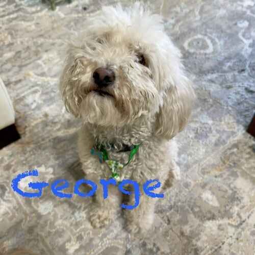 Small white mixed breed dog George receives in home training for excessive barking in Glendale, AZ