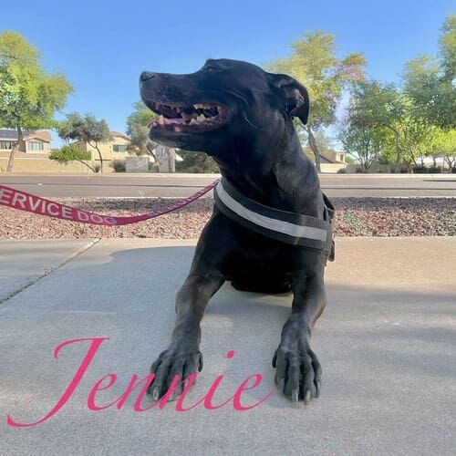 Black pitbull Jennie receives daily potty breaks in Glendale, AZ