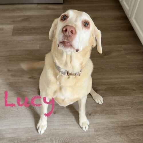 Yellow Lab Lucy sits politely for treats during overnight pet sitting in Peoria, AZ