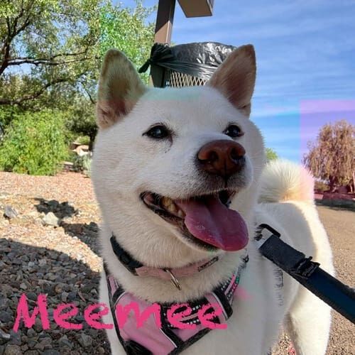 Shiba Inu Meemee smiles during dog walking and pet sitting visits in Peoria, AZ