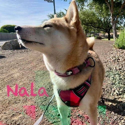 Shiba Inu Nala enjoys dog walking during pet sitting visits in Peoria, AZ