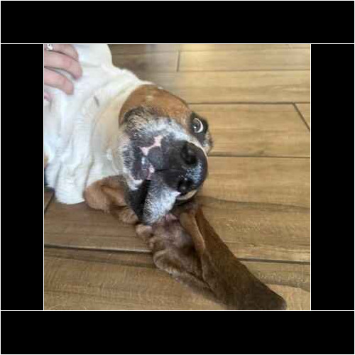 Basset Hound Oliver lies upside down for belly rubs during dog sitting in Arrowhead Ranch, AZ