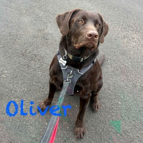 Chocolate Lab Oliver waits before crossing the street with a dog walker in Phoenix, AZ