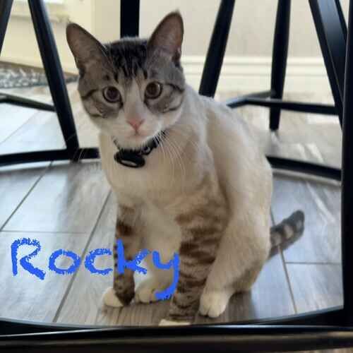 White striped cat Rocky with an overnight cat sitter in Fletcher Heights, AZ