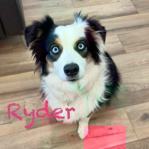 Australian Shepherd Ryder looks curiously at an overnight pet sitter in Peoria, AZ