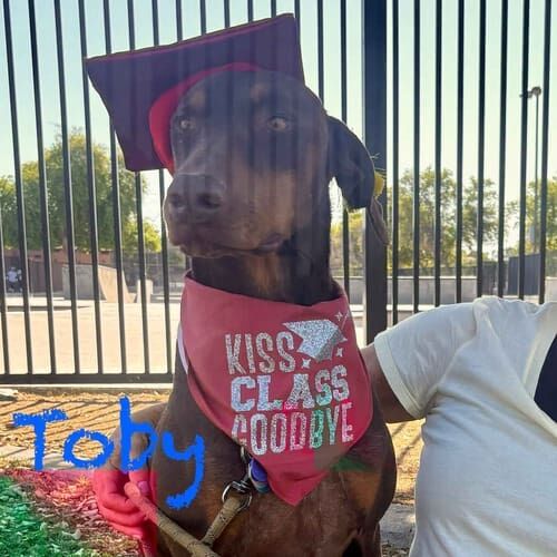 Doberman Pinscher Toby graduates beginning obedience class with FurBabies & Friends in Glendale, AZ