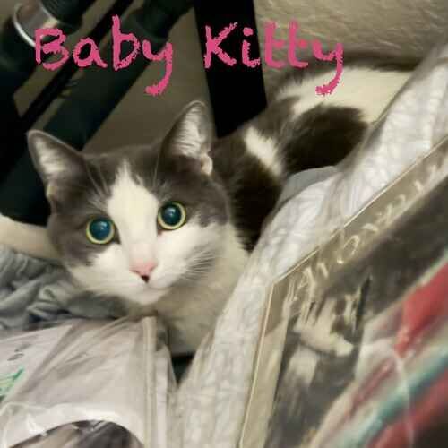 Grey and white cat Baby Kitty peeks out during in home cat sitting in Phoenix, AZ