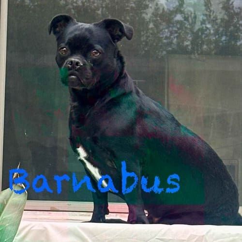 Small black rescue dog Barnabus receives in home dog sitting in Phoenix, AZ