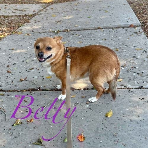 Chihuahua Betty enjoys weekly dog walking in Phoenix, AZ
