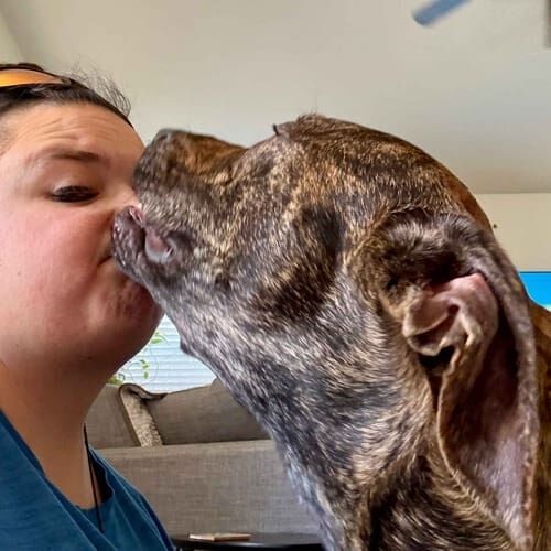 Pet sitter Vanessa gets kisses from a brindle pitbull puppy during pet sitting in Glendale, AZ