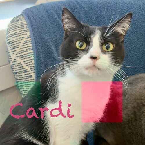 Black and white cat Cardi watches an overnight cat sitter in Peoria, AZ