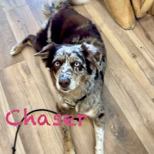 Australian Shepherd Chaser waits for food during 24 hour live in pet sitting in Peoria, AZ