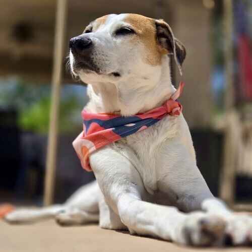 Rescued mixed breed dog Coco sunbathes during in home dog sitting in Glendale, AZ