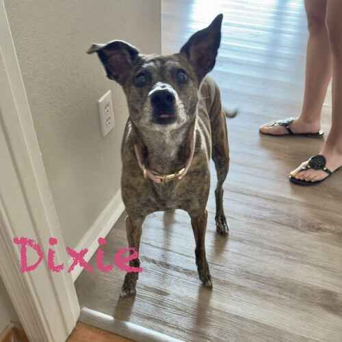 Rescued mixed breed dog Dixie watches her dog sitter for treats during overnight pet sitting in Peoria, AZ