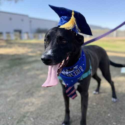 Dog proudly graduates beginning obedience group dog training in Glendale, AZ