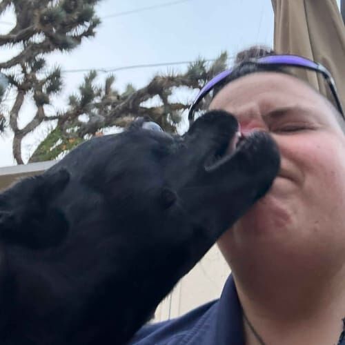 Dog sitter Vanessa gets kisses from a black pug mix during dog sitting in Phoenix, AZ